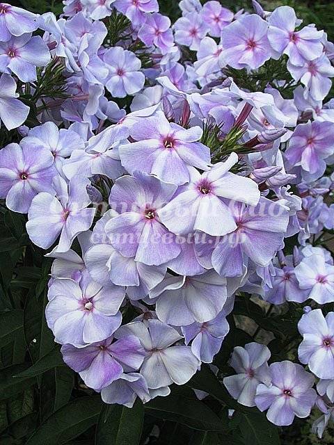 Флокс Хозяйка Медной Горы Фото И Описание